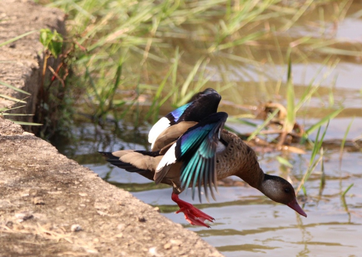 Brazilian Teal - Rubélio Souza