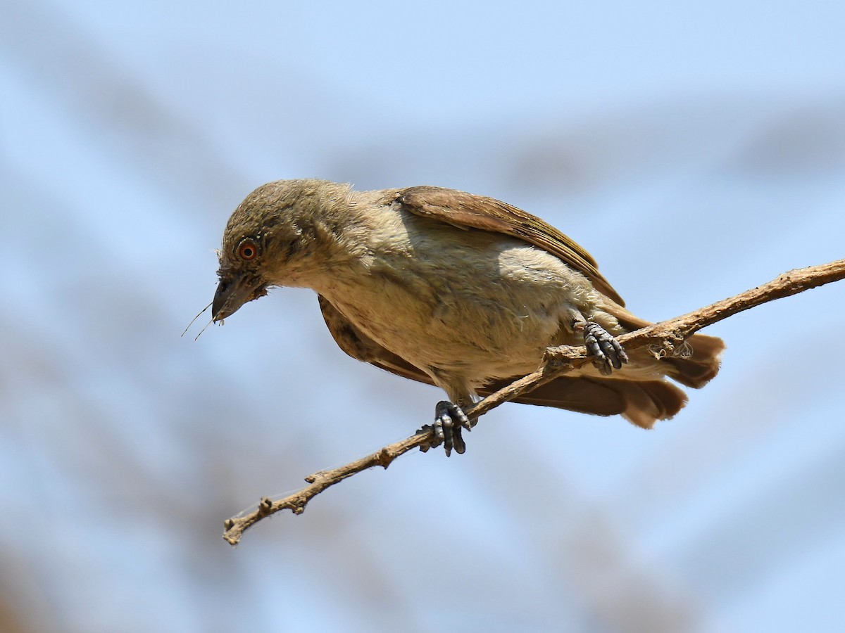 Thick-billed Flowerpecker - ML618854025