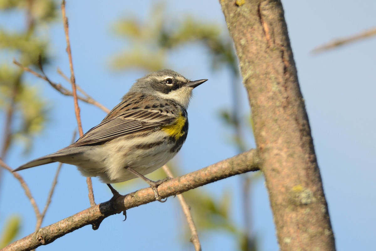 Yellow-rumped Warbler - Daniel Thibault