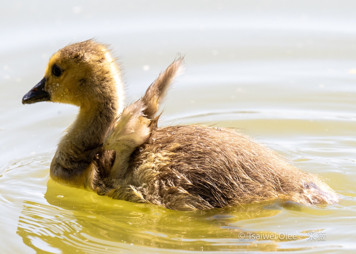 Canada Goose - Tsaiwei Olee