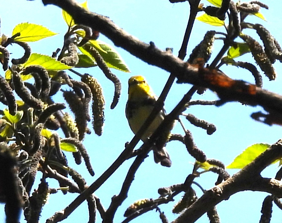 Black-throated Green Warbler - ML618854045