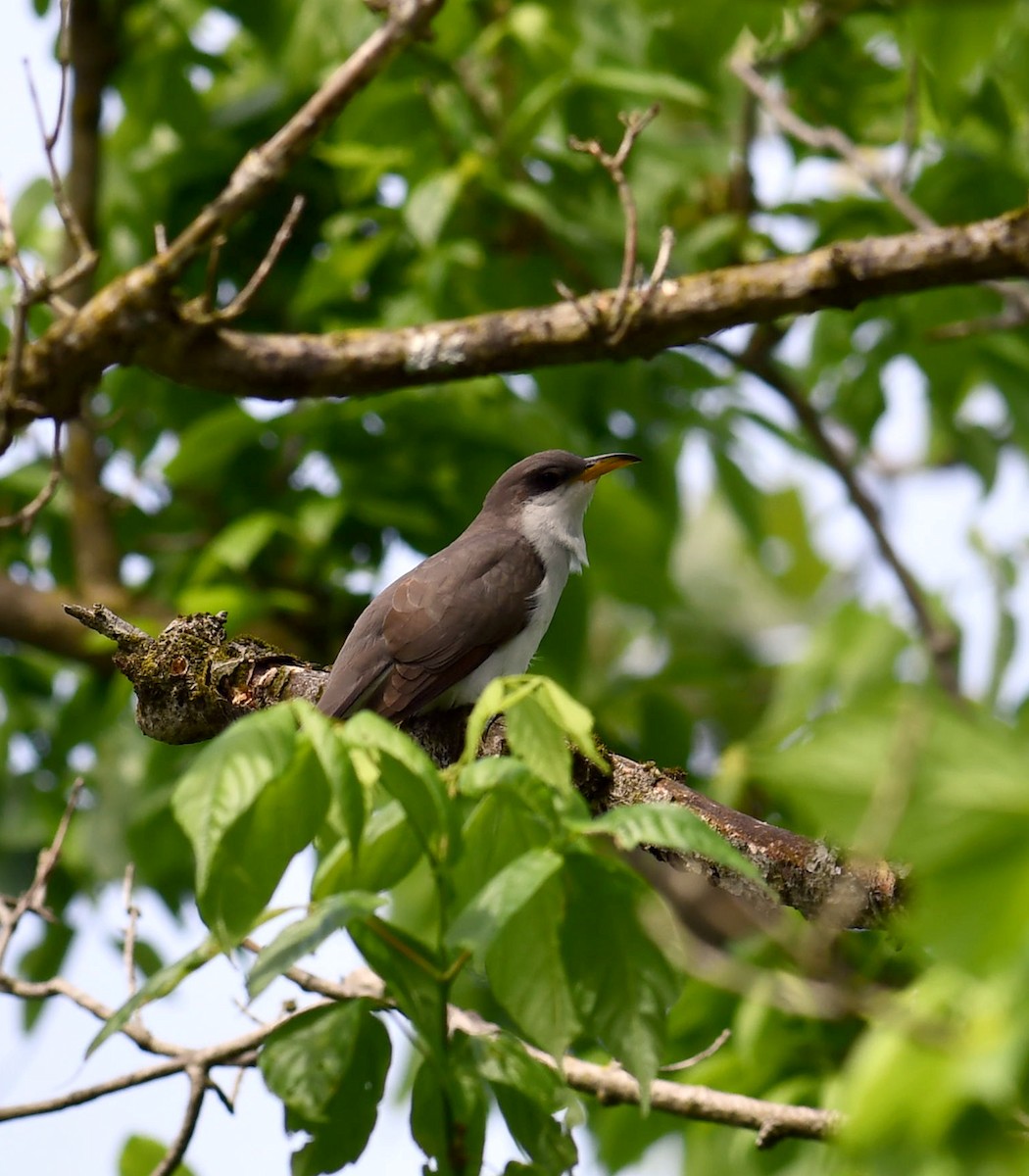 Yellow-billed Cuckoo - M Huston