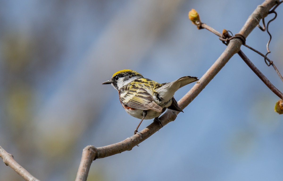 Chestnut-sided Warbler - ismael chavez