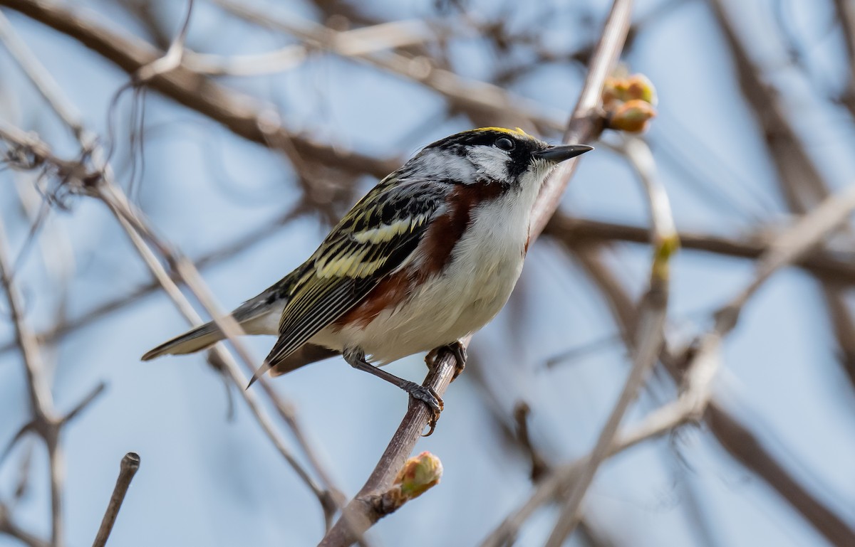 Chestnut-sided Warbler - ismael chavez