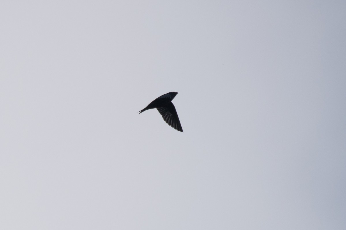 Purple Martin - C  Thorn