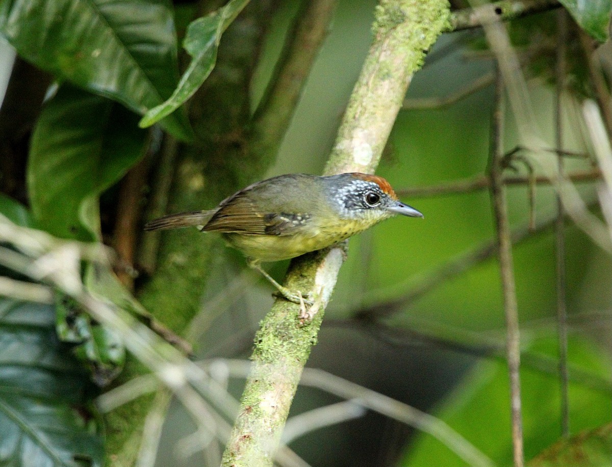 Star-throated Antwren - Paulo Fagundes