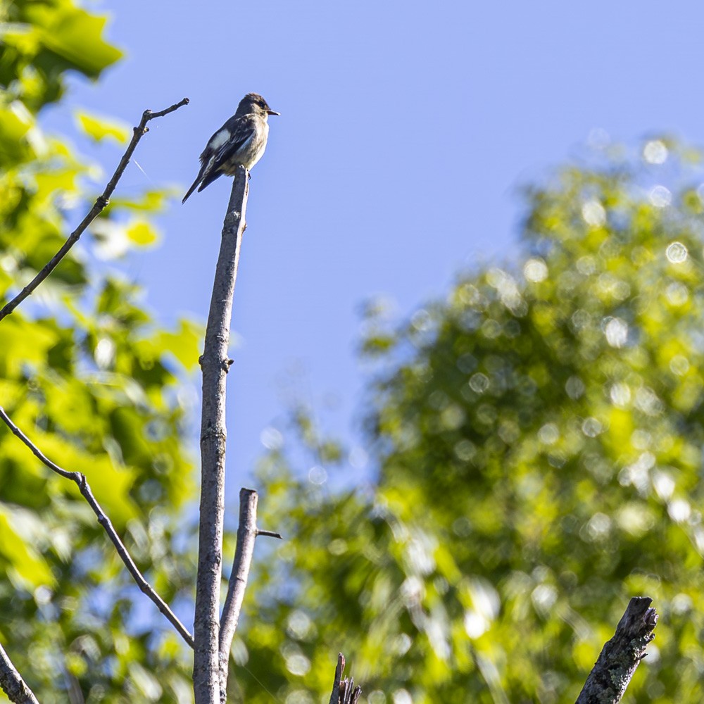 Olive-sided Flycatcher - Alan Wells