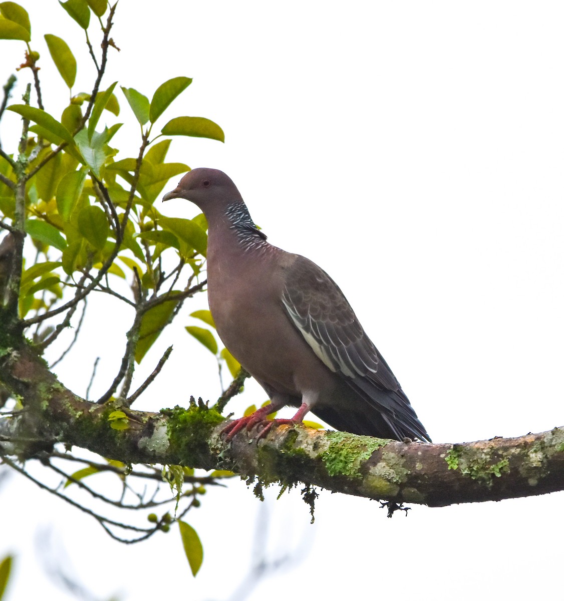 Picazuro Pigeon - Luiz Wittmann