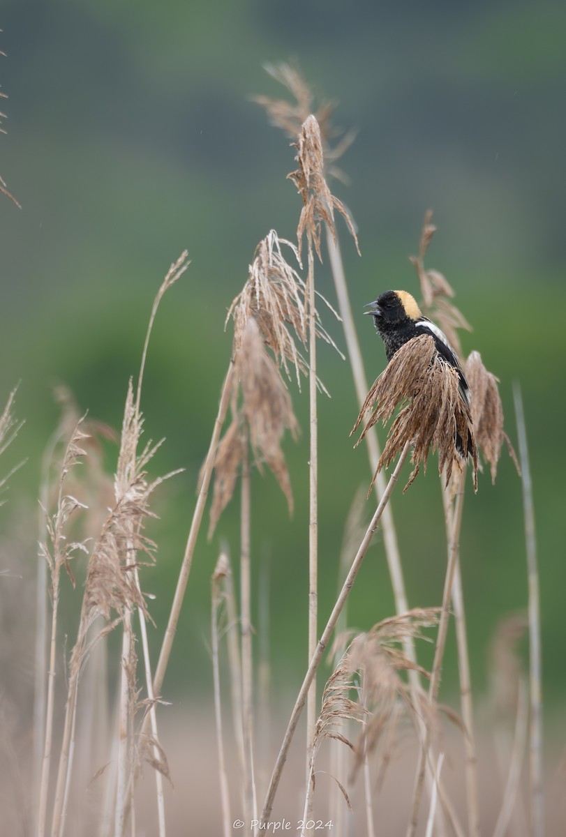 Bobolink - ML618854064