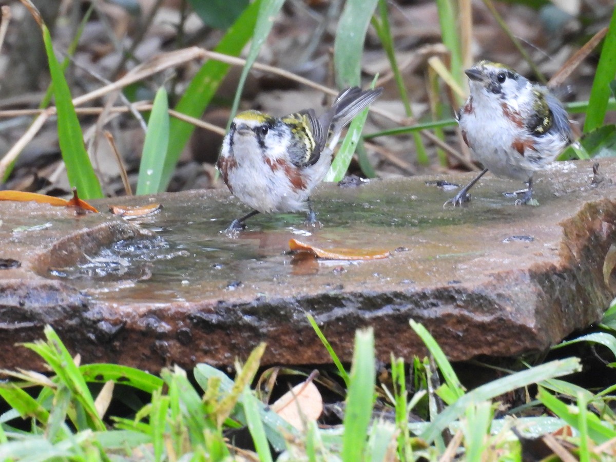 Chestnut-sided Warbler - Kevin Sitton