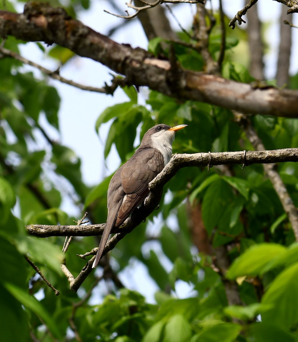 Yellow-billed Cuckoo - M Huston