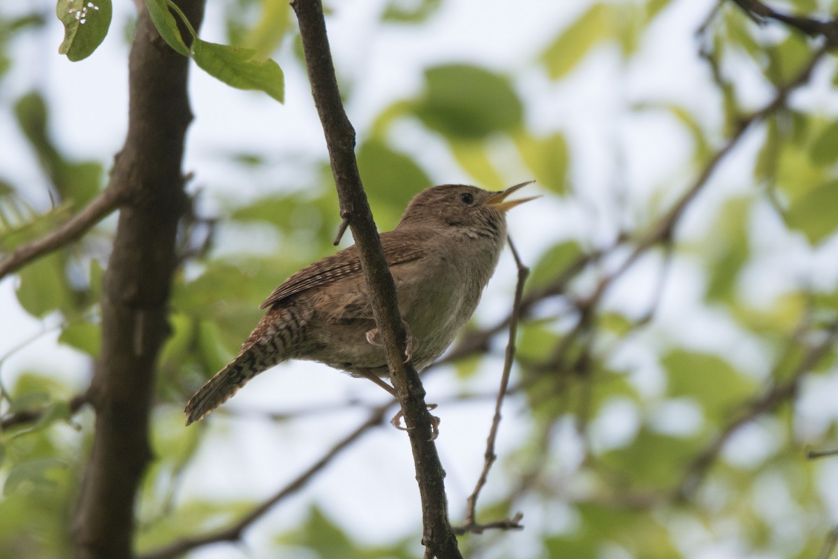 House Wren - C  Thorn