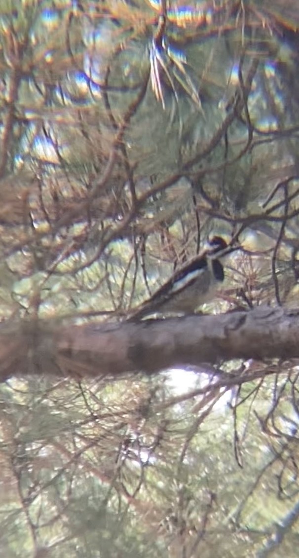 Yellow-bellied Sapsucker - Zakary L’Abbé-Larivière