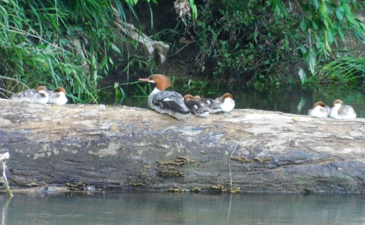 Common Merganser - Randy Winstead