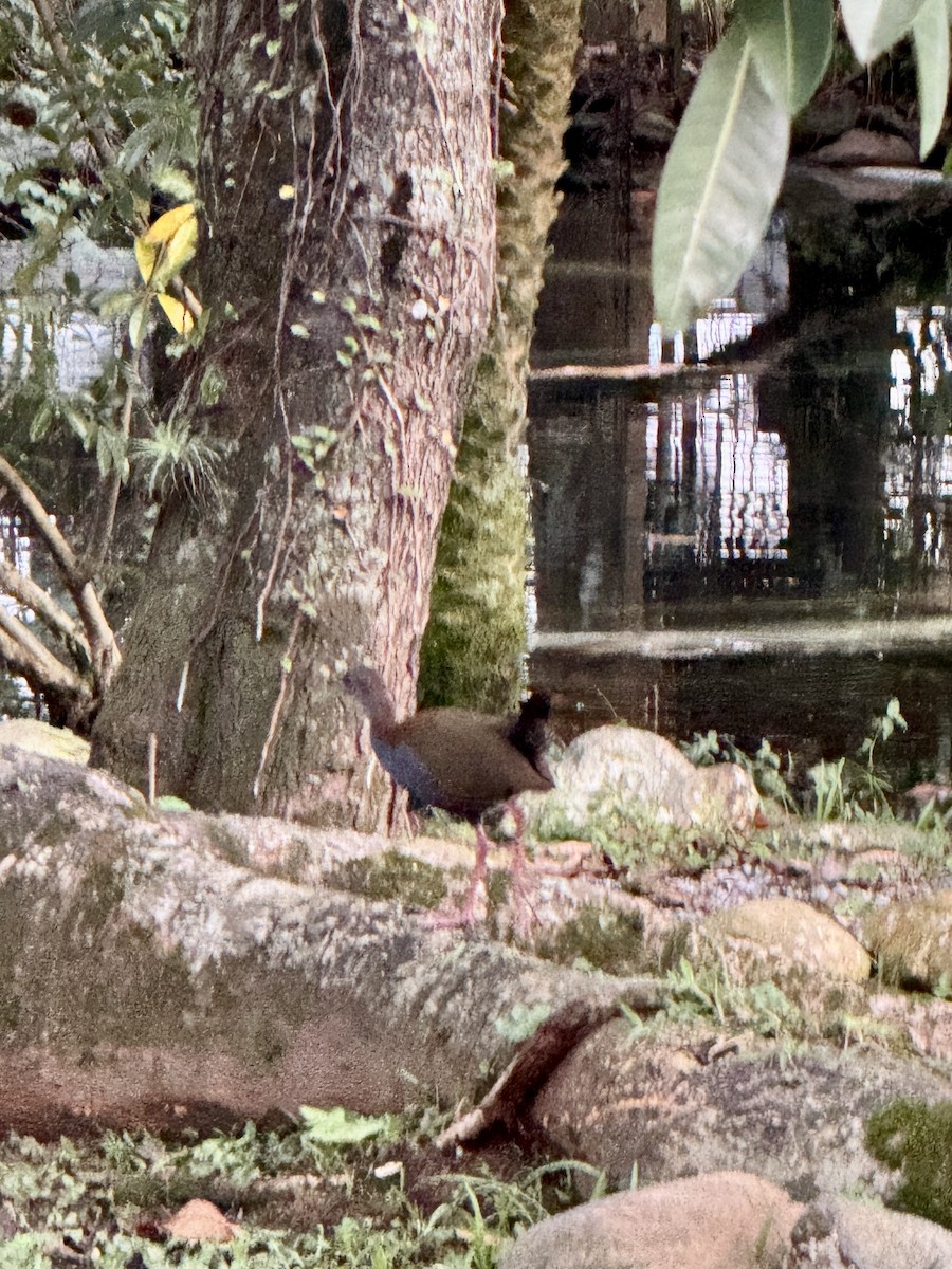 Slaty-breasted Wood-Rail - Clarisse Odebrecht