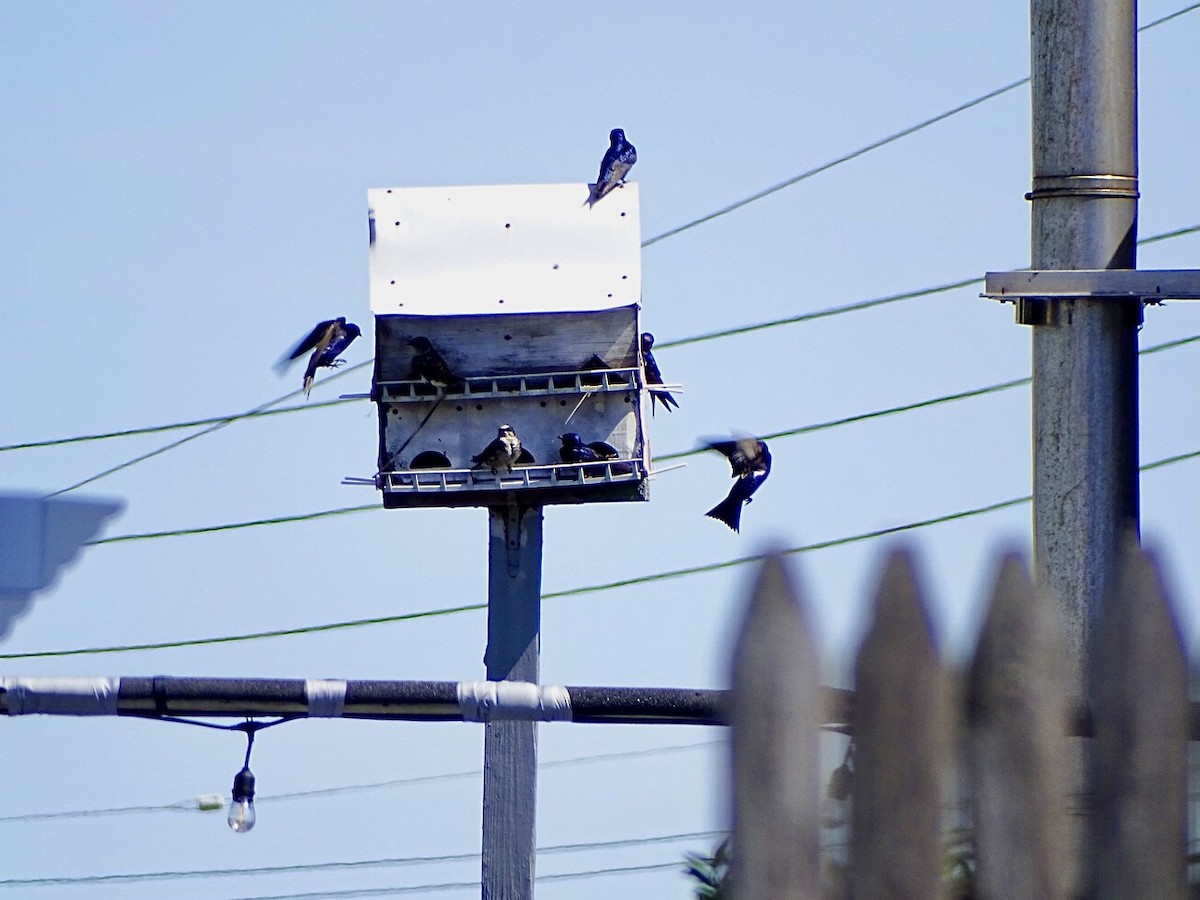 Purple Martin - ML618854091