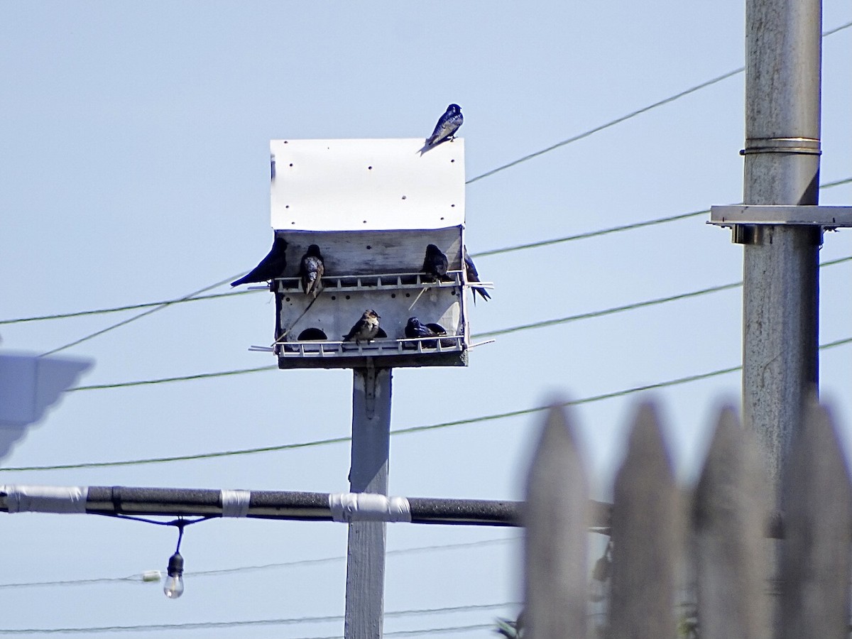 Purple Martin - ML618854092