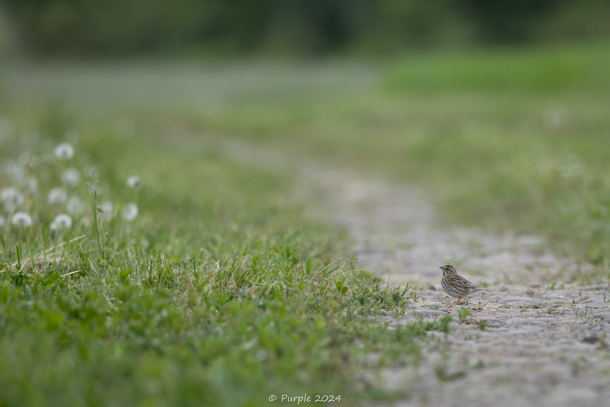 Savannah Sparrow - ML618854097