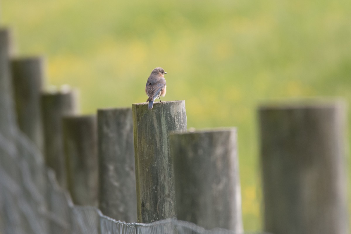 Eastern Bluebird - C  Thorn