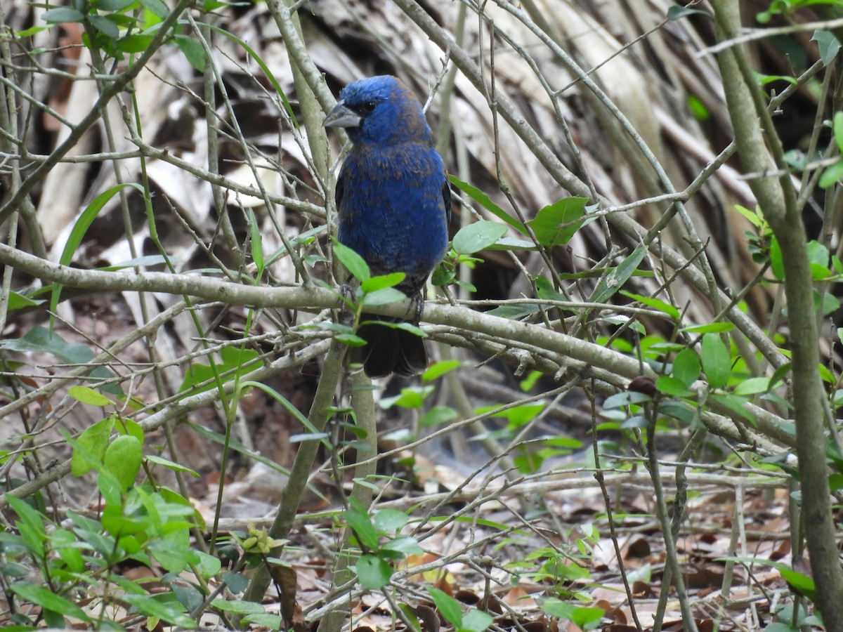 Blue Grosbeak - Kevin Sitton