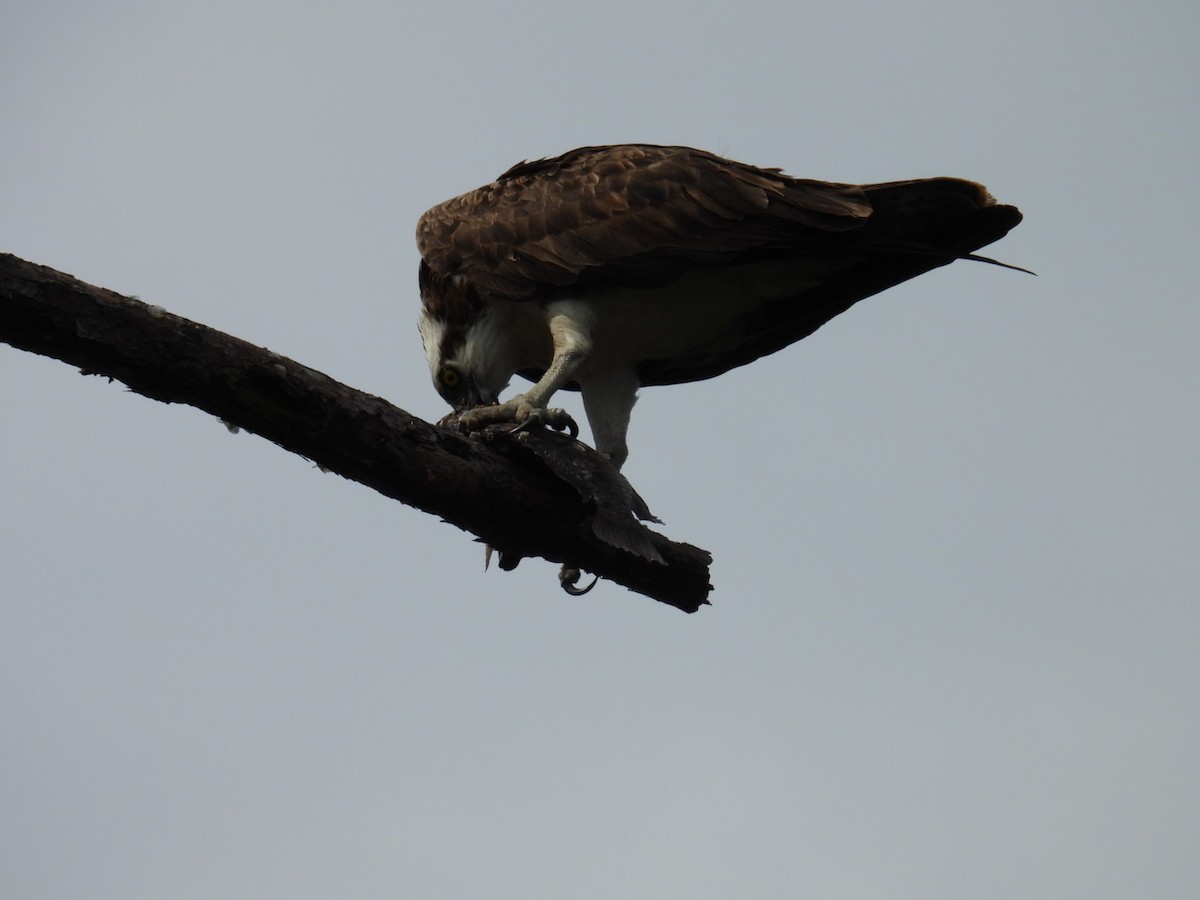 Osprey - Denise Rychlik