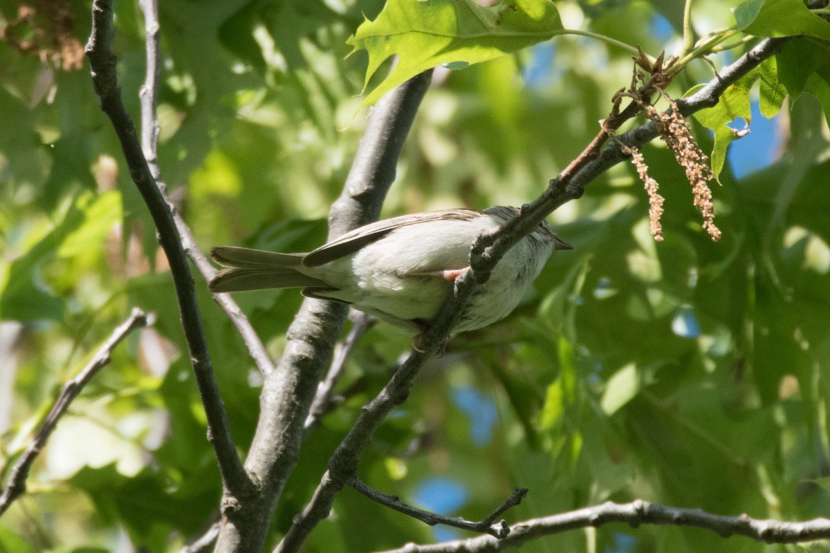 Chipping Sparrow - C  Thorn