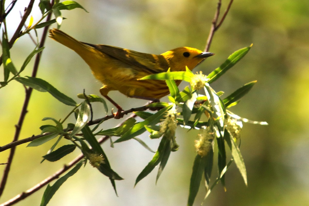 Yellow Warbler - Joli Reising