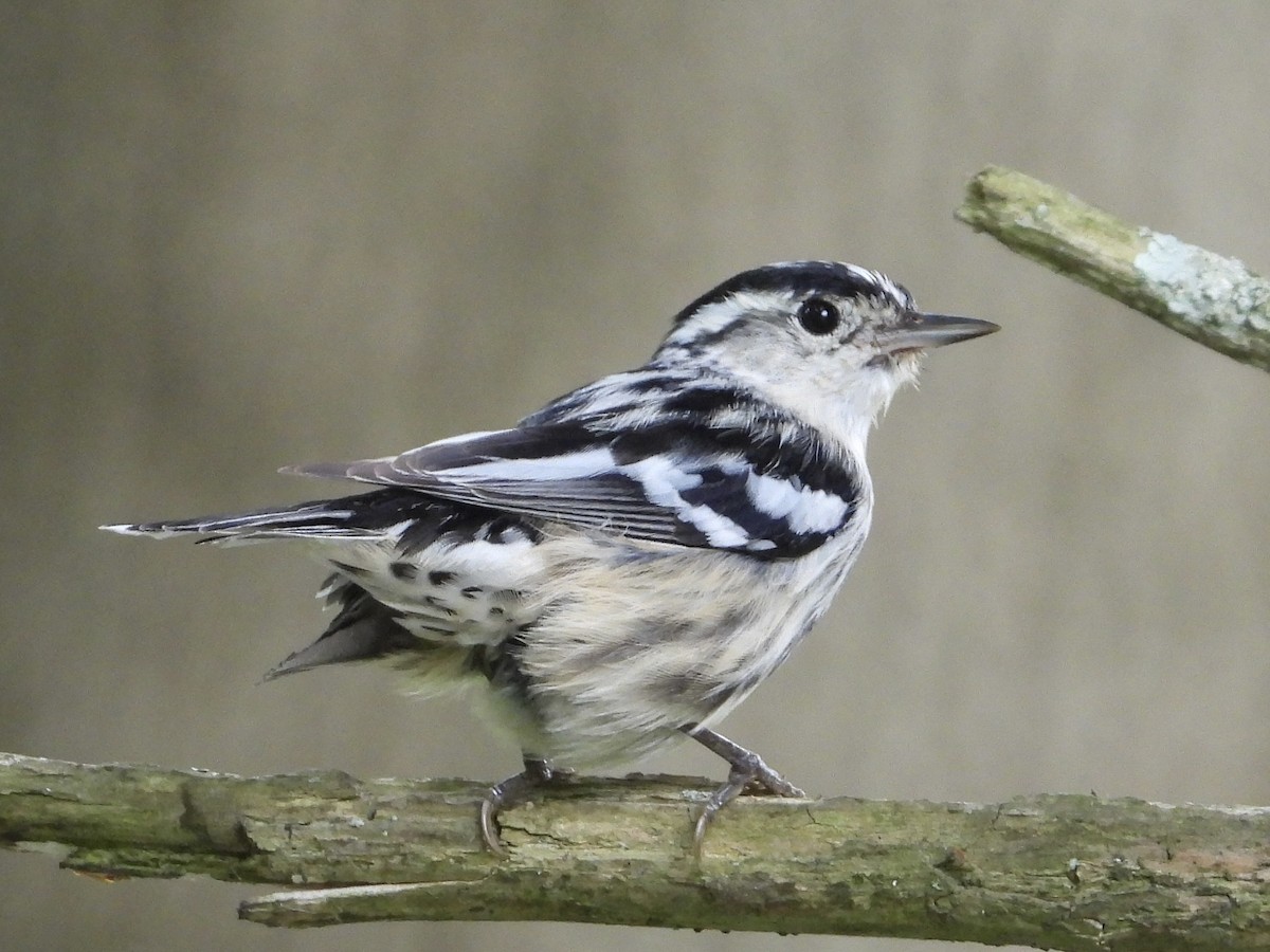 Black-and-white Warbler - Rhonda Weiss