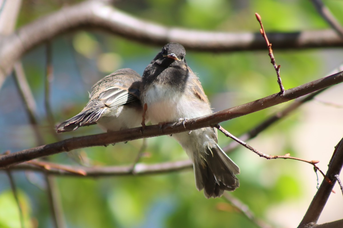 Black Phoebe - Elliot Wallis