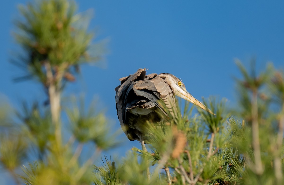 Great Blue Heron - ismael chavez