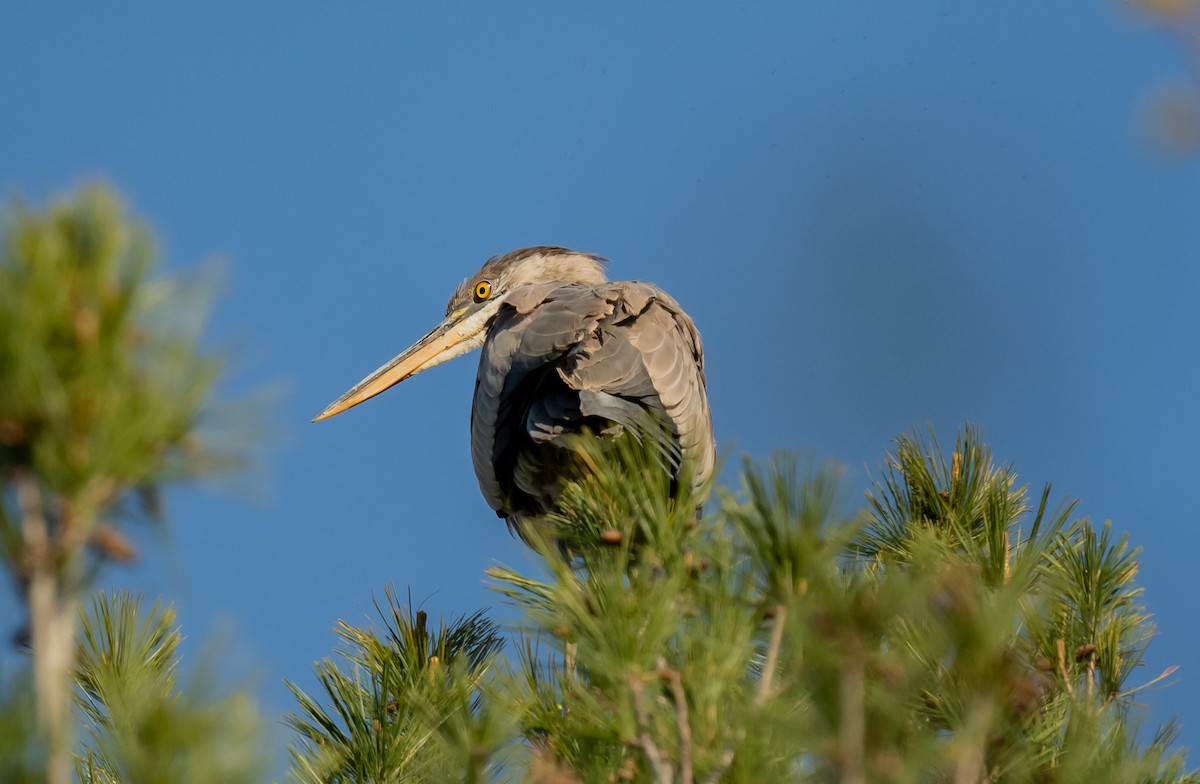 Great Blue Heron - ismael chavez