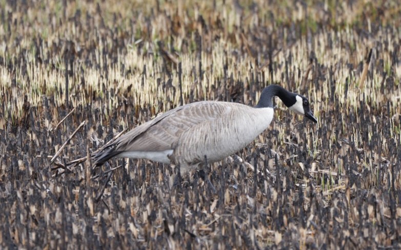 Canada Goose - Kelly McDowell