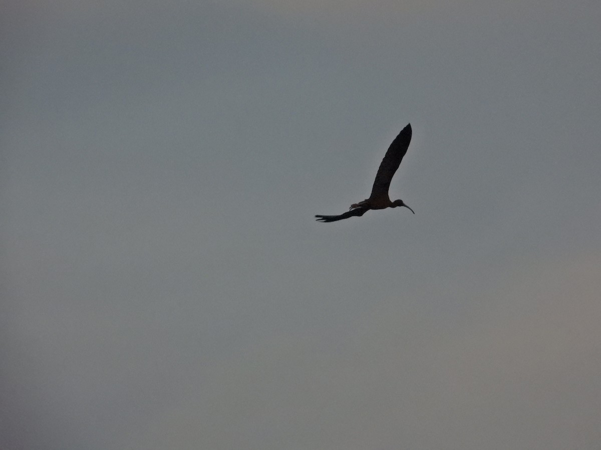 Glossy Ibis - Nick 6978