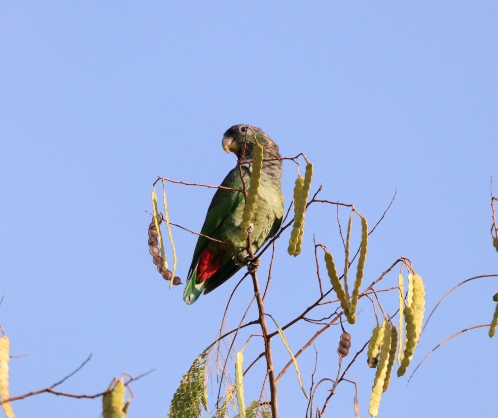 Scaly-headed Parrot - Rubélio Souza