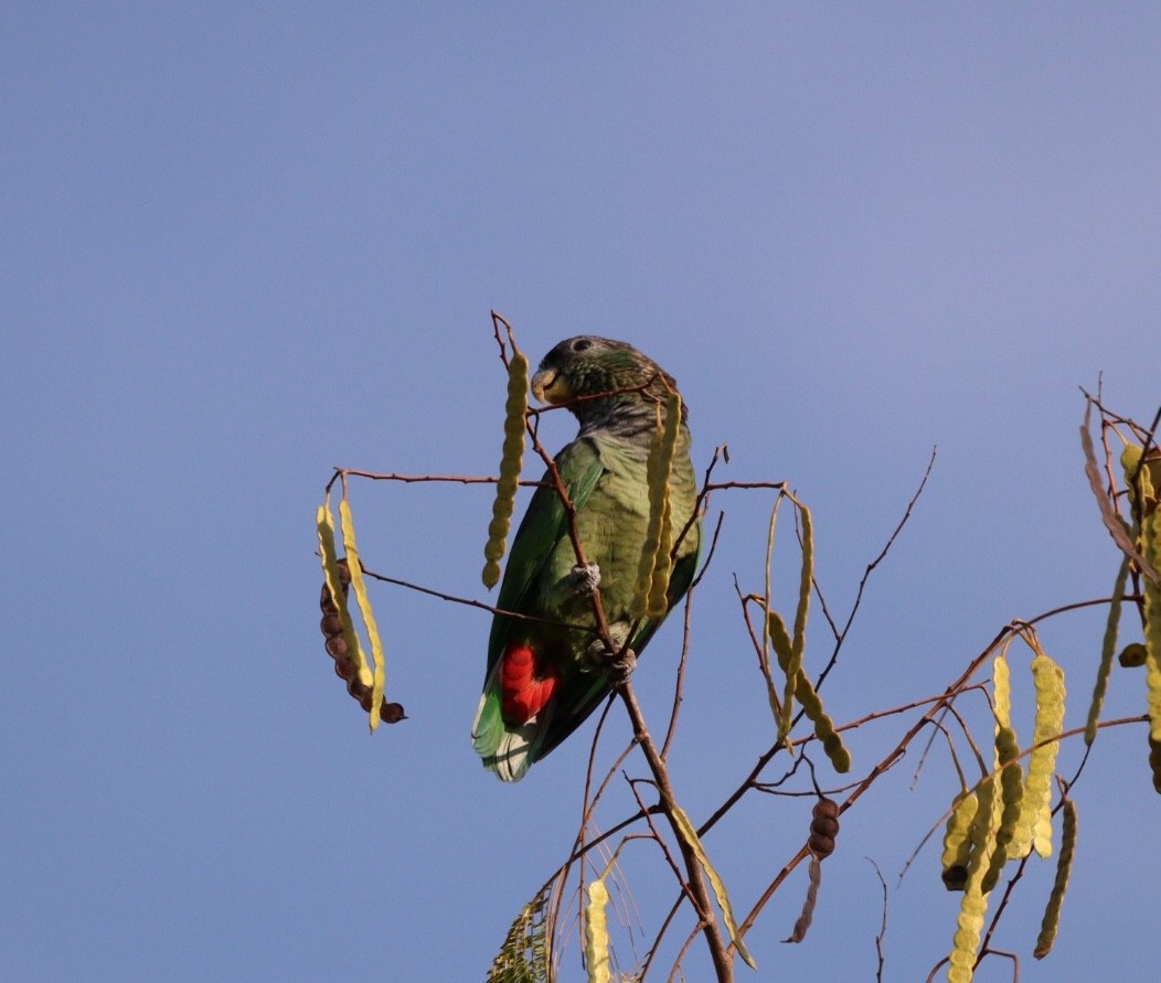 Scaly-headed Parrot - Rubélio Souza