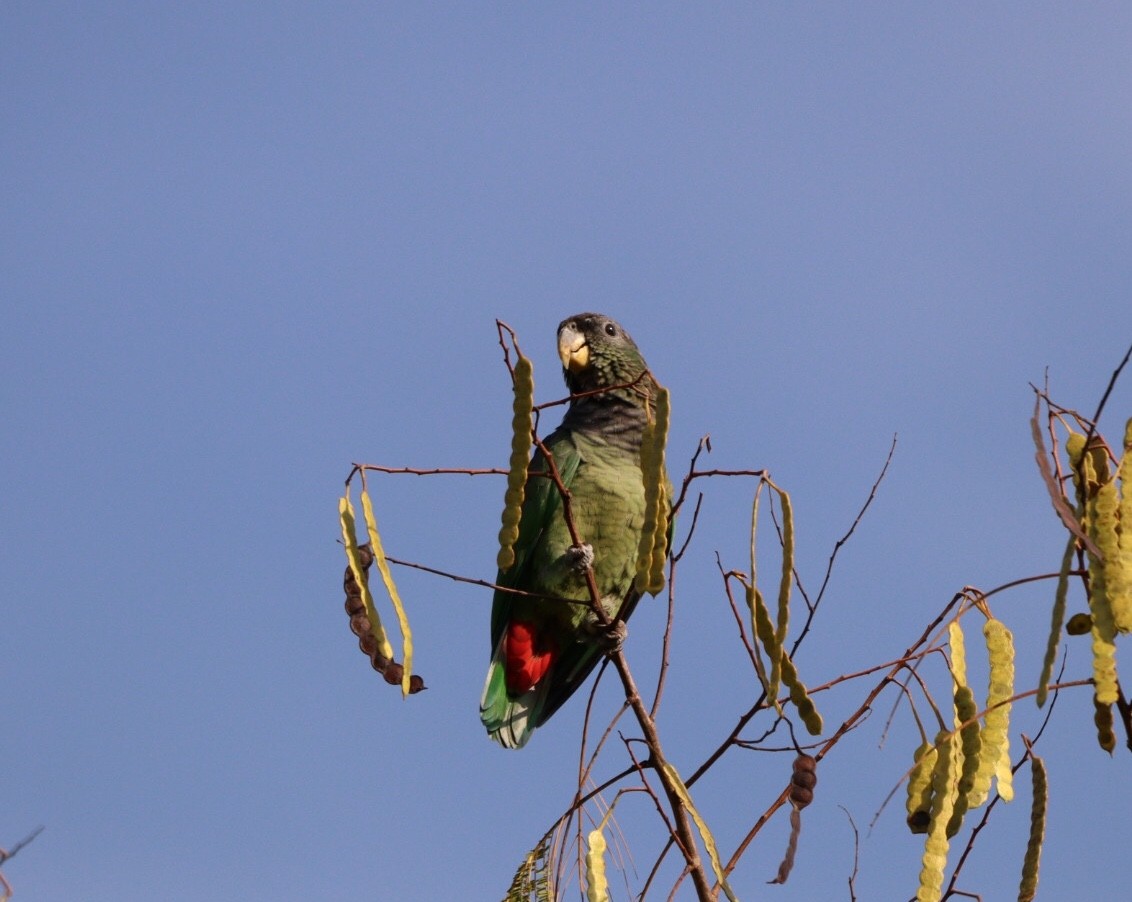 Scaly-headed Parrot - Rubélio Souza