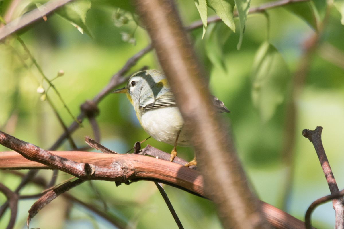 Northern Parula - C  Thorn