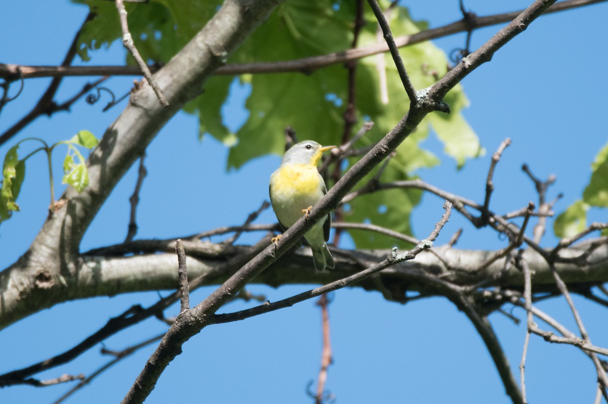 Northern Parula - C  Thorn