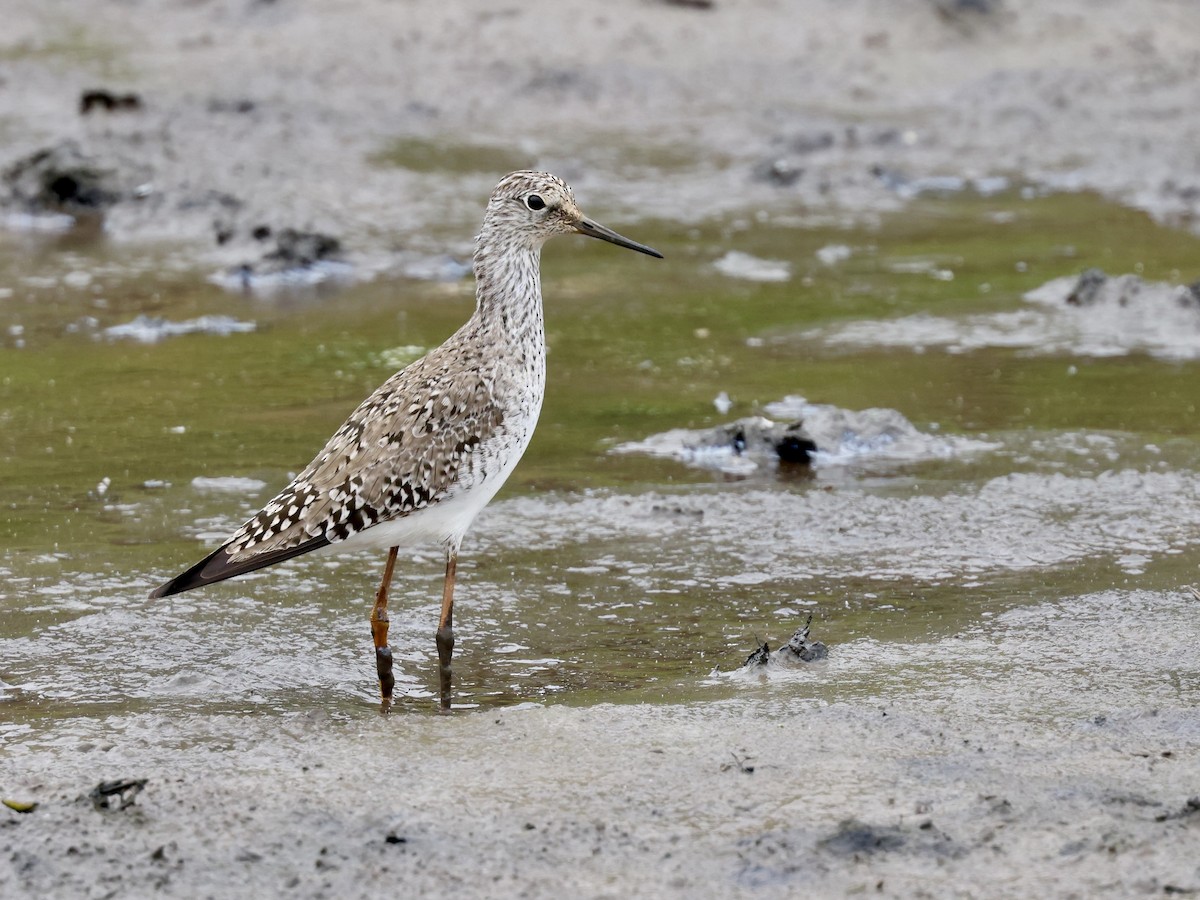 Lesser Yellowlegs - Grace Simms  🐦‍⬛