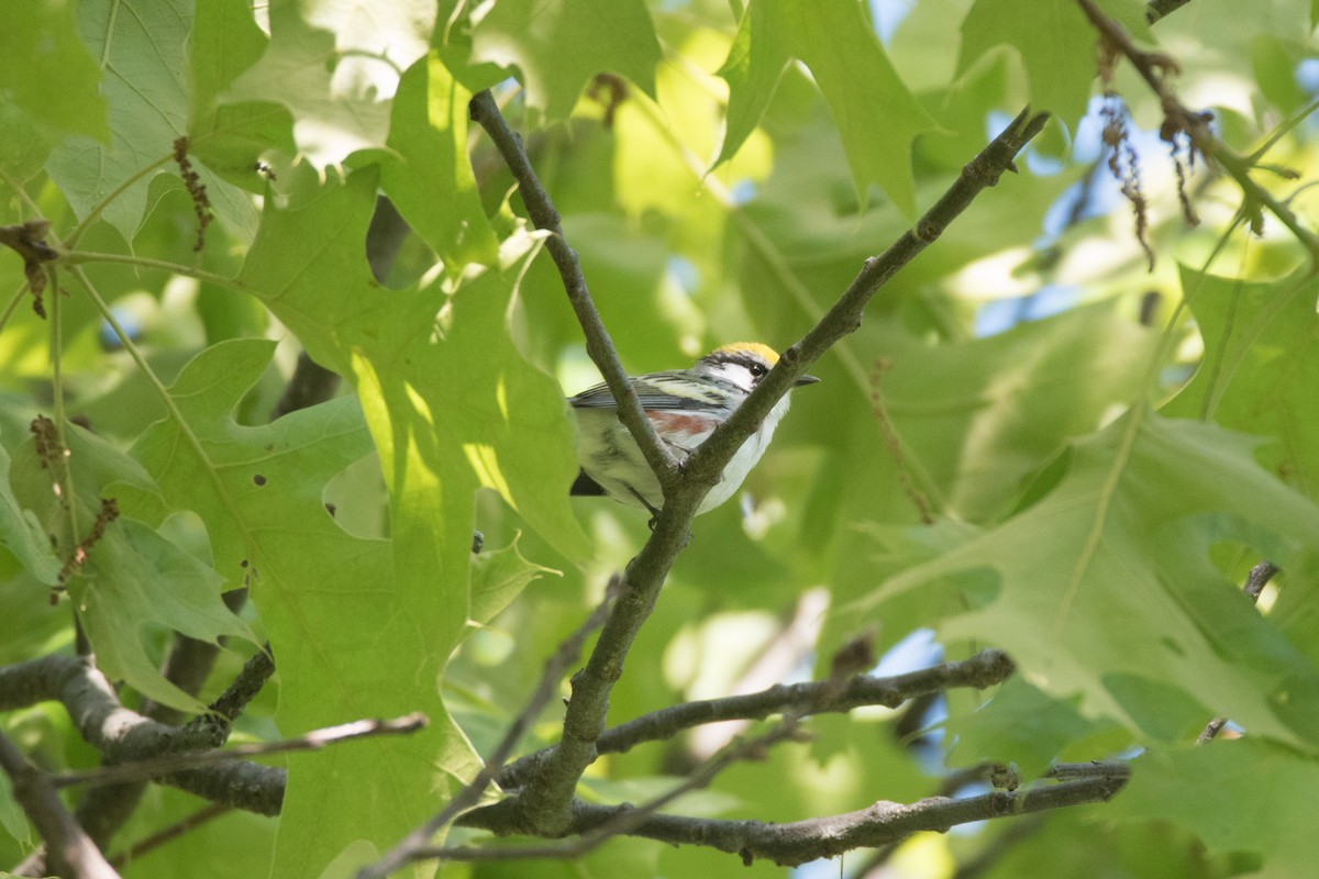 Chestnut-sided Warbler - C  Thorn