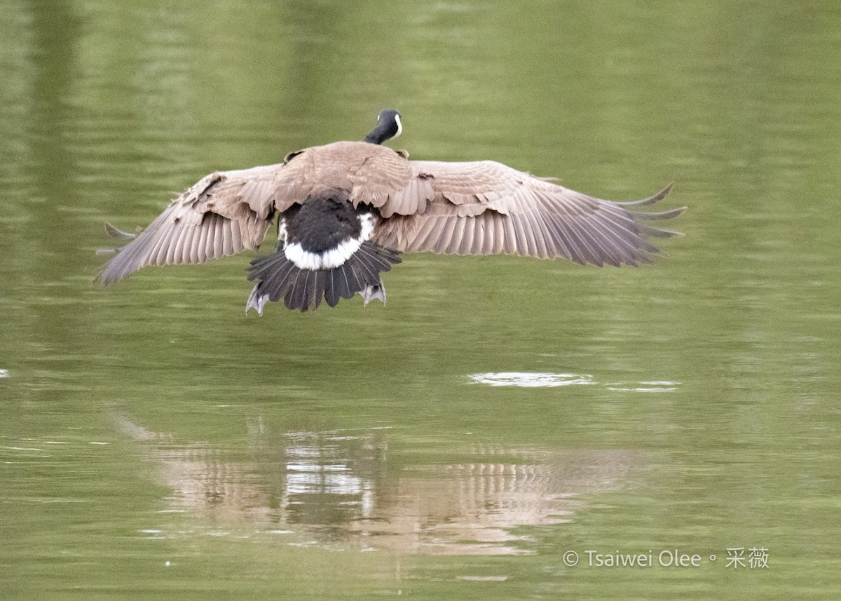 Canada Goose - Tsaiwei Olee