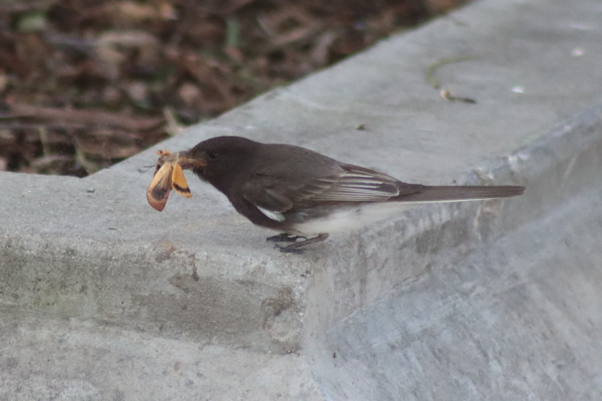 Black Phoebe - Elliot Wallis