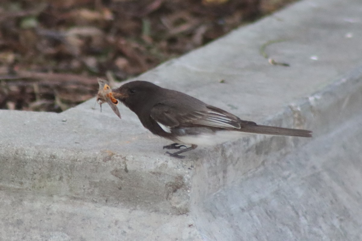 Black Phoebe - Elliot Wallis