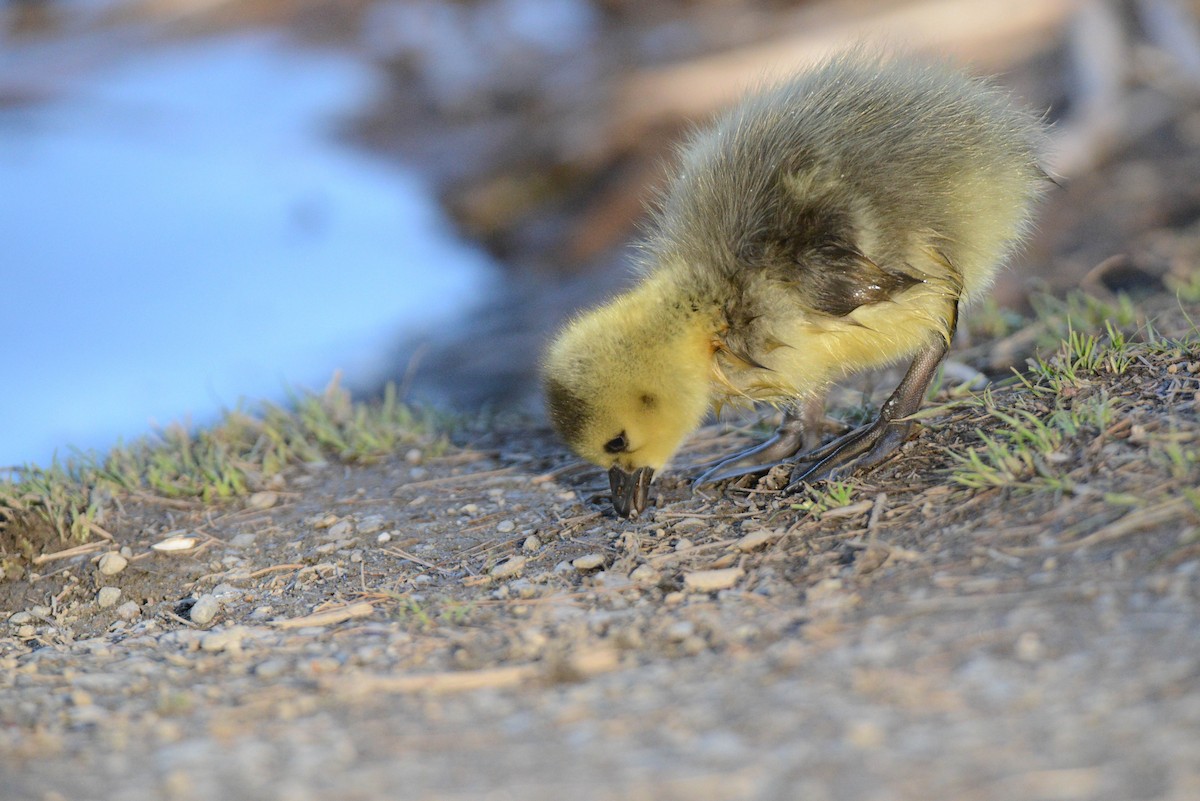 Canada Goose - Daniel Thibault