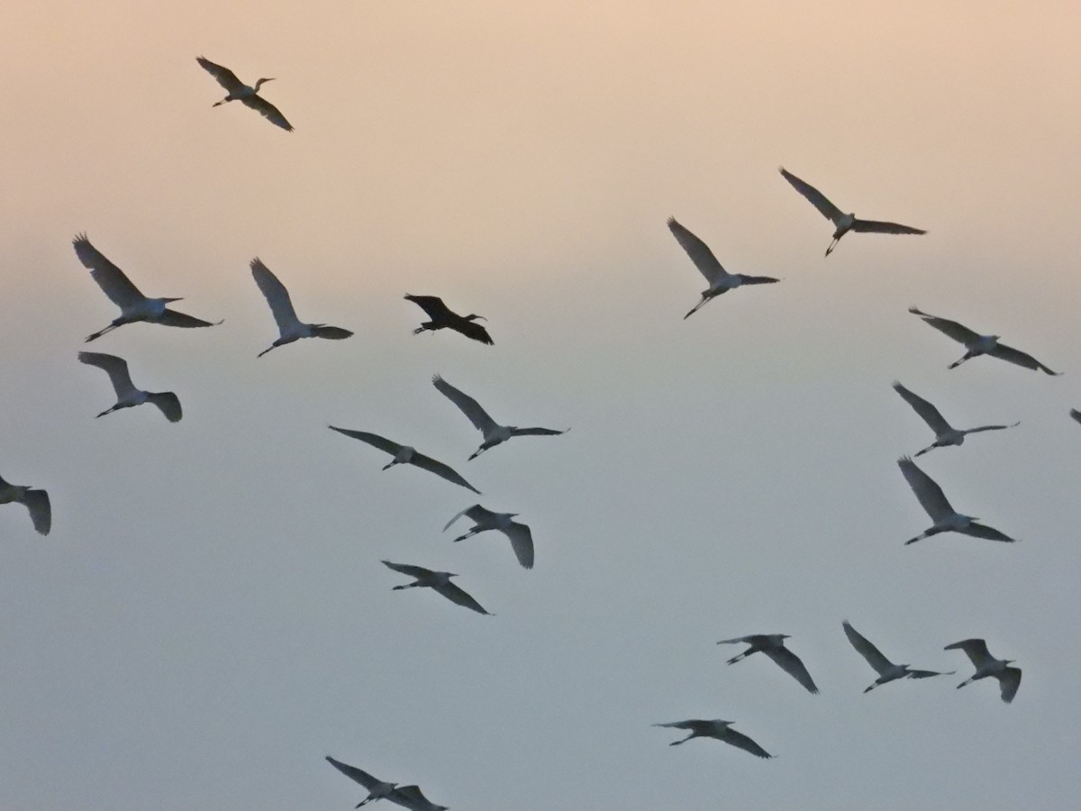 Glossy Ibis - Nick 6978