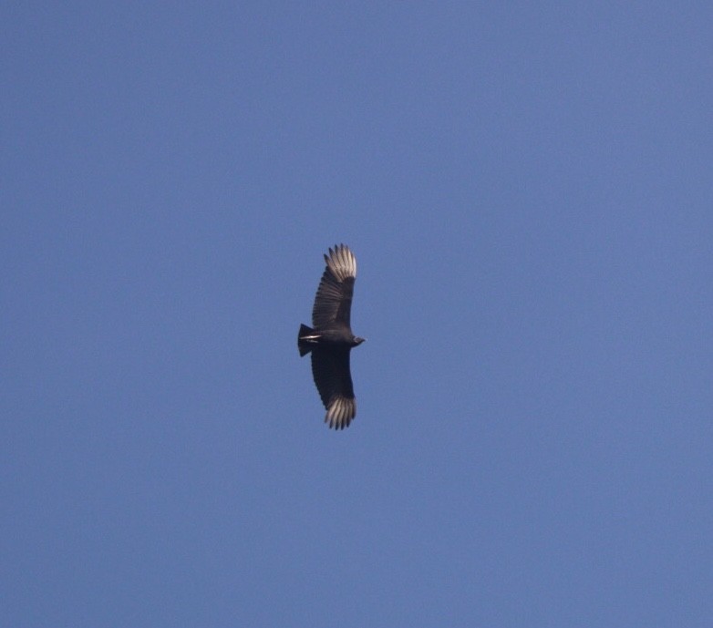 Black Vulture - Rubélio Souza