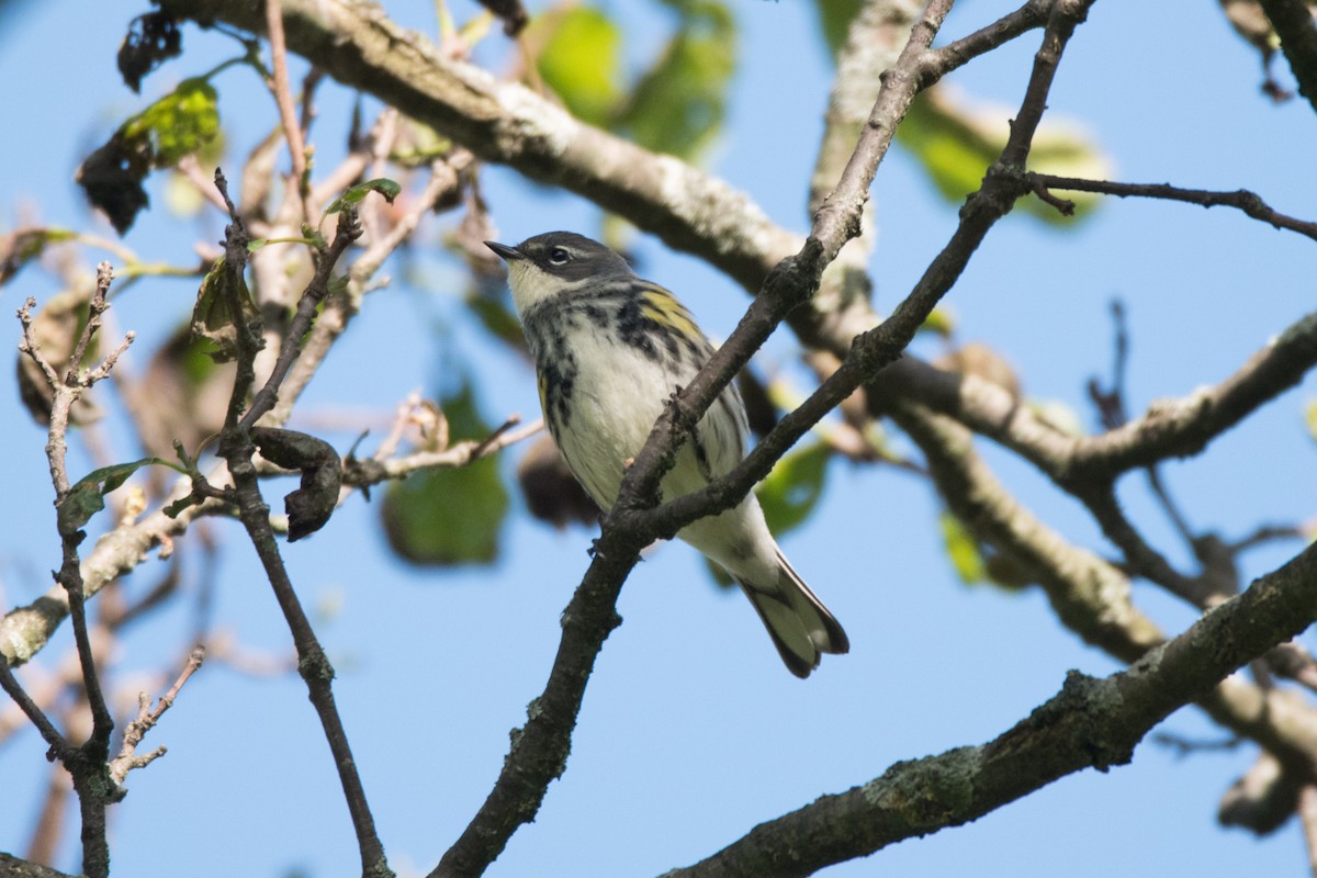 Yellow-rumped Warbler - C  Thorn