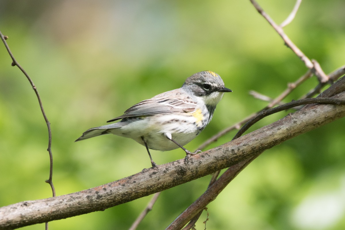 Yellow-rumped Warbler - C  Thorn