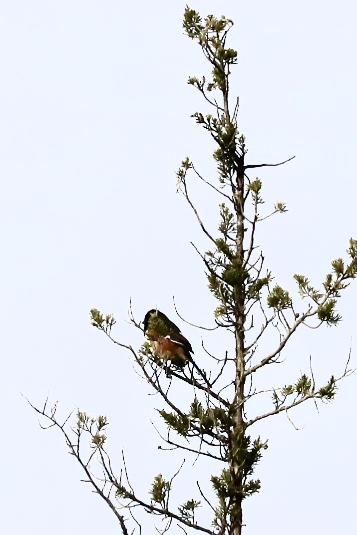 Eastern Towhee - JoAnn Dalley