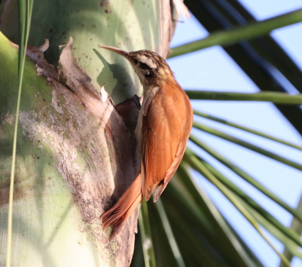 Narrow-billed Woodcreeper - Rubélio Souza